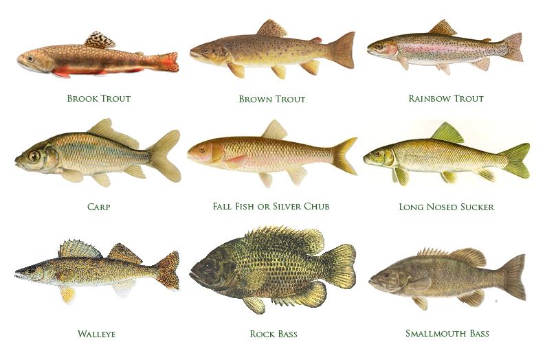 pine-creek-species-fish